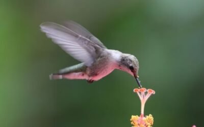 Un colibrí y el recuerdo de su perra