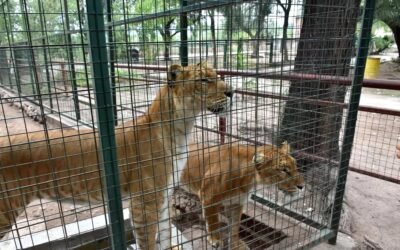 Trasladaron dos ligres de La Rioja a un santuario en Entre Ríos