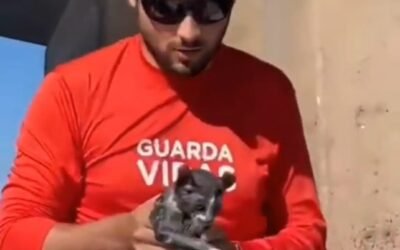 Un guardavidas salvó a un gato que había sido arrojado desde un puente
