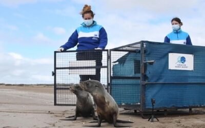Dos lobos marinos que fueron relocalizados pudieron volver al mar de San Clemente