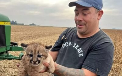 Un cachorro de puma fue encontrado en Chacabuco