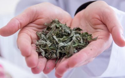 Un estudio revela que más de 50 plantas podrían ser utilizadas como insecticidas