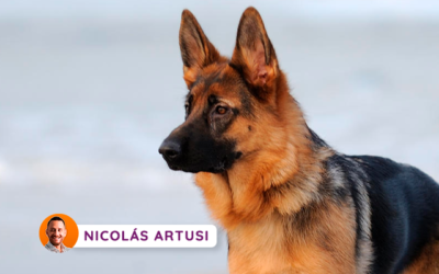 La perra y uno: el amor perfecto