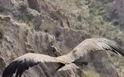 Liberaron a dos cóndores andinos en su hábitat natural