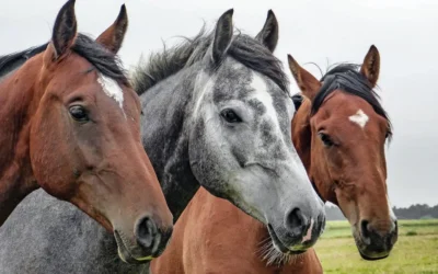 La extraña raza de caballos que se creía extinta y vive en Río Negro