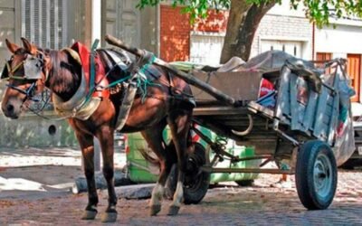 Se busca la aprobación para prohibir la tracción a sangre en Lanús