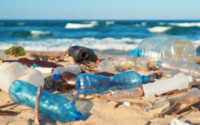 Científicos australianos descubrieron un hongo que degrada fácilmente el plástico