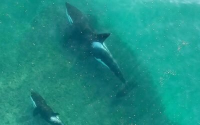 La ONU logró un acuerdo histórico para el cuidado de los océanos