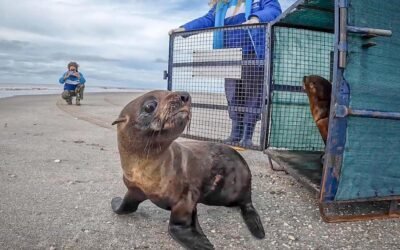Dos lobos marinos y un elefante marino fueron devueltos al mar tras recibir rehabilitación