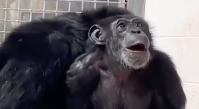 La conmovedora reacción de una mona al ver el sol por primera vez