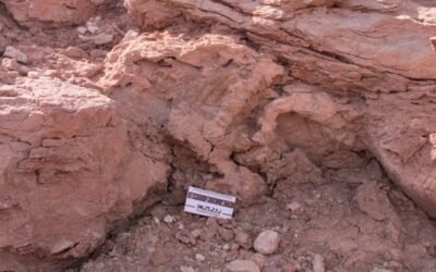 Un grupo de científicos descubrió pisadas de dinosaurio en Río Negro