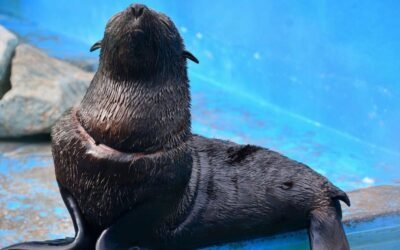 Rescataron y liberaron a un lobo marino gravemente herido en San Clemente