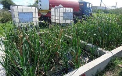 Científicas bonaerenses elaboran humedales artificiales para desechos cloacales