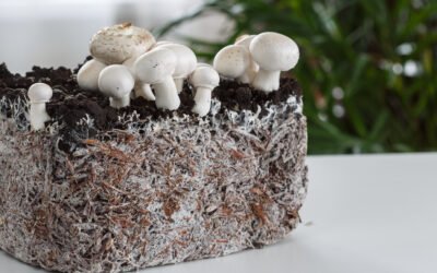 Hongos, el biomaterial del futuro que se abre paso en la industria