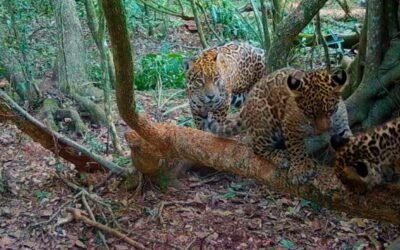 Crece la población de yaguaretés en el Parque Iberá
