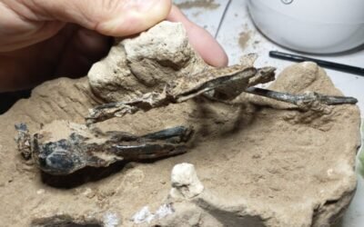 San Pedro: encontraron un fósil de pájaro carpintero de más de 200.000 años