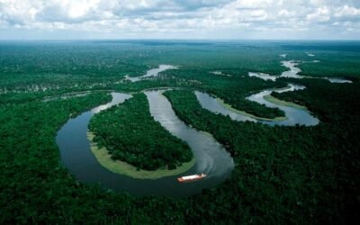 Cayó ampliamente el índice de deforestación del Amazonas