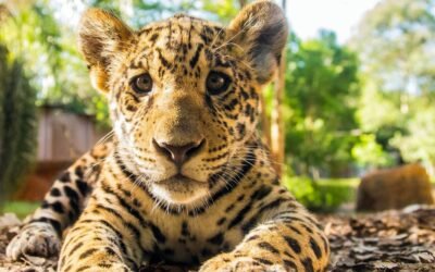 Crece la población de yaguaretés en Corrientes