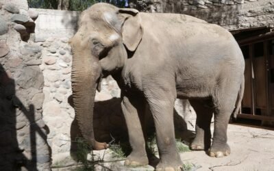 El último elefante cautivo en Argentina será trasladado a un santuario en Brasil