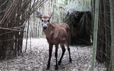 Tras ser curado en un centro especializado, un ciervo fue devuelto a su hábitat natural