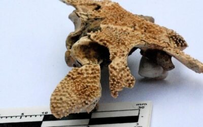 Un paleontólogo argentino descubrió el cráneo de un anfibio de más de 100 mil años