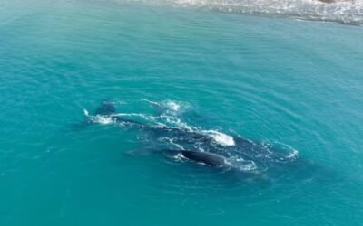 Una ballena y su cría dieron espectáculo en Chubut