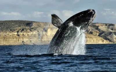 Paró en un semáforo y presenció un «show» de las ballenas en Puerto Madryn