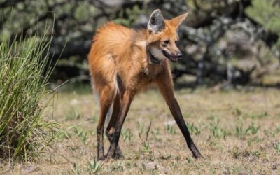 Avistaron un aguará guazú en La Pampa tras 200 años sin rastros