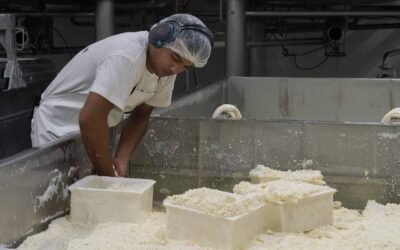 Una pyme argentina desarrolló 12 toneladas de queso sin lactosa para exportar