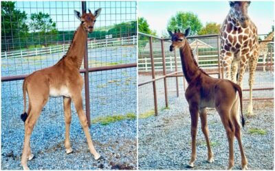 Única en su especie, nació una jirafa sin manchas