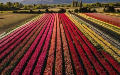 Se viene una nueva temporada de tulipanes en Trevelin