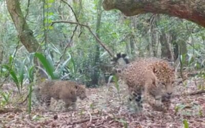 Corrientes: registraron un nuevo cachorro de yaguareté