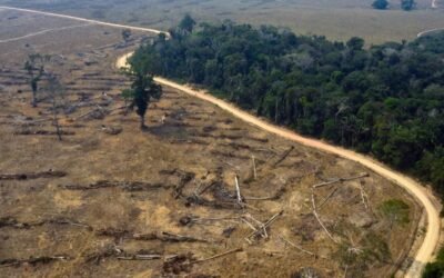 Brasil frenó considerablemente la deforestación en el Amazonas