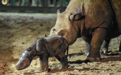 Nació una nueva cría rinoceronte de Sumatra y generó esperanzas