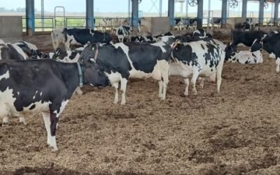 Transforman el agua de lluvia en un nutritivo biofertilizante