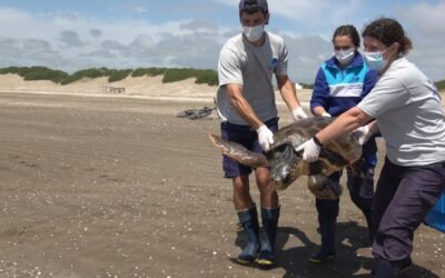 Regresaron al mar a una tortuga cabezona