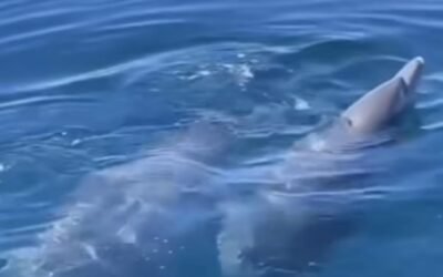 El increíble video de dos españoles salvando a un delfín
