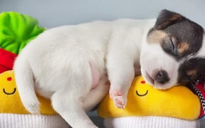 ¿Los perros pueden soñar con sus dueños?