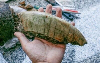 Un joven halló restos fósiles de un Toxodon en Mar del Plata