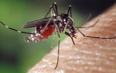 Se amplía la vacunación gratuita contra el dengue en CABA