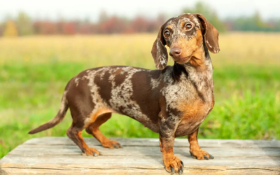 Una mujer podrá ver a su perrito en el primer régimen de visita por un animal