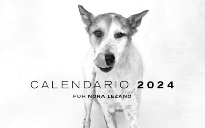 El calendario solidario que ayuda a una Fundación a salvar perritos sin hogar