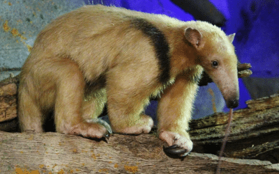 Un oso melero fue rescatado de un pozo en Puerto Iguazú
