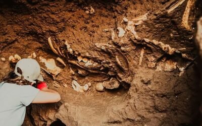 Encontraron fósiles de perezosos prehistóricos en Mar del Plata