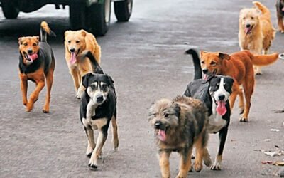 Una ciudad italiana reducirá los impuestos a quienes adopten un perro abandonado