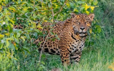 Histórico avistaje: un yaguareté libre fue visto en Corrientes