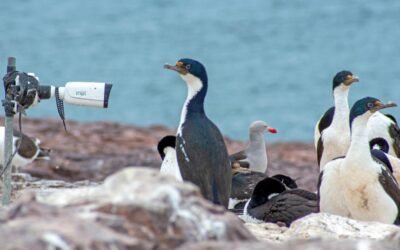 Científicos argentinos monitorean a tres especies de pingüinos de la Patagonia con un sistema de streaming
