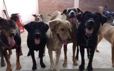 Las «fiestas perronas», los lives de un refugio de animales que son furor en TikTok