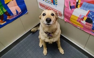 La historia de Lila, la perra que cuida y acompaña a todos los habitantes de un edificio en Villa Crespo