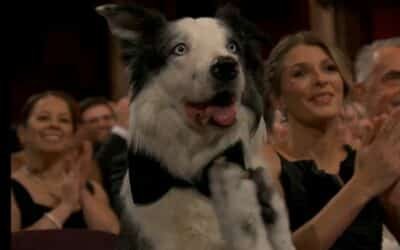 Premios Oscar 2024: Messi, el perro actor que enamoró a todos en la gala
